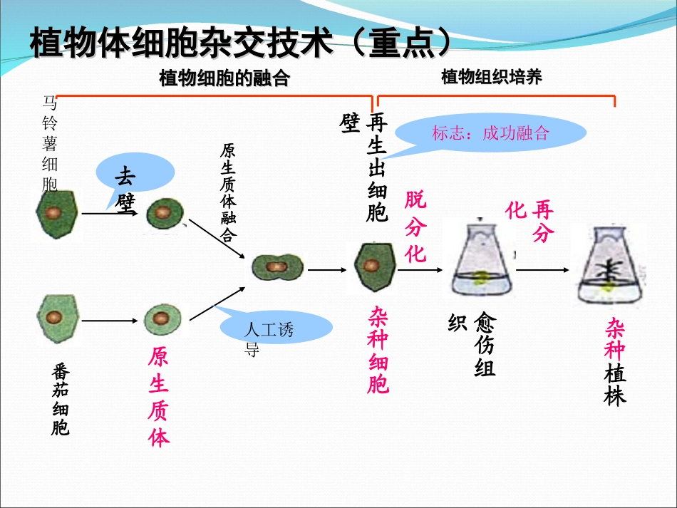 动物细胞培养和核移植技术原创_第3页