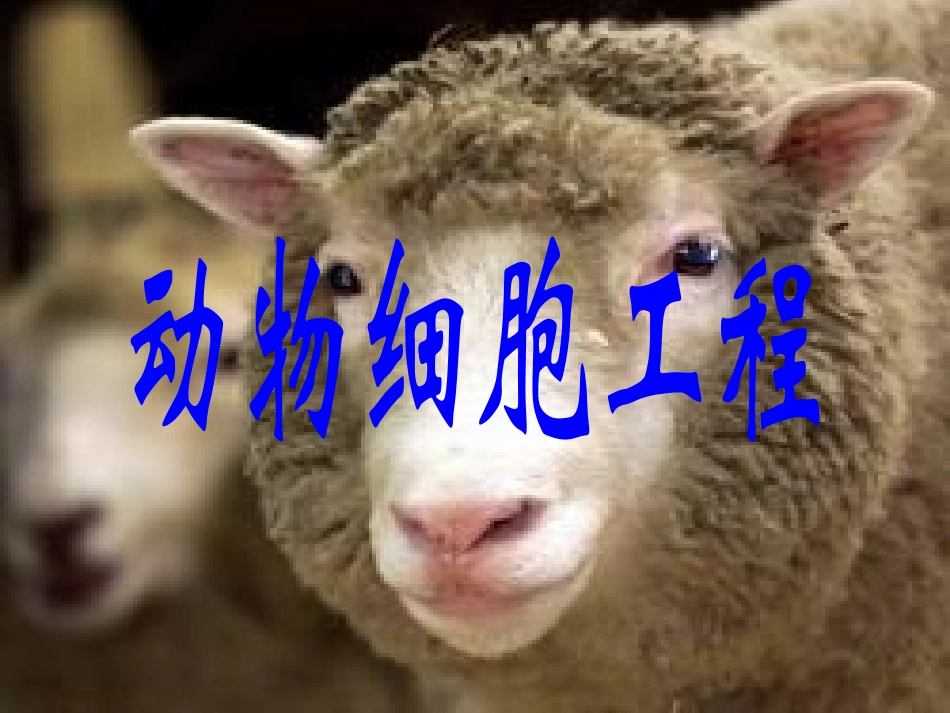 动物细胞培养和核移植技术(讲课)_第1页
