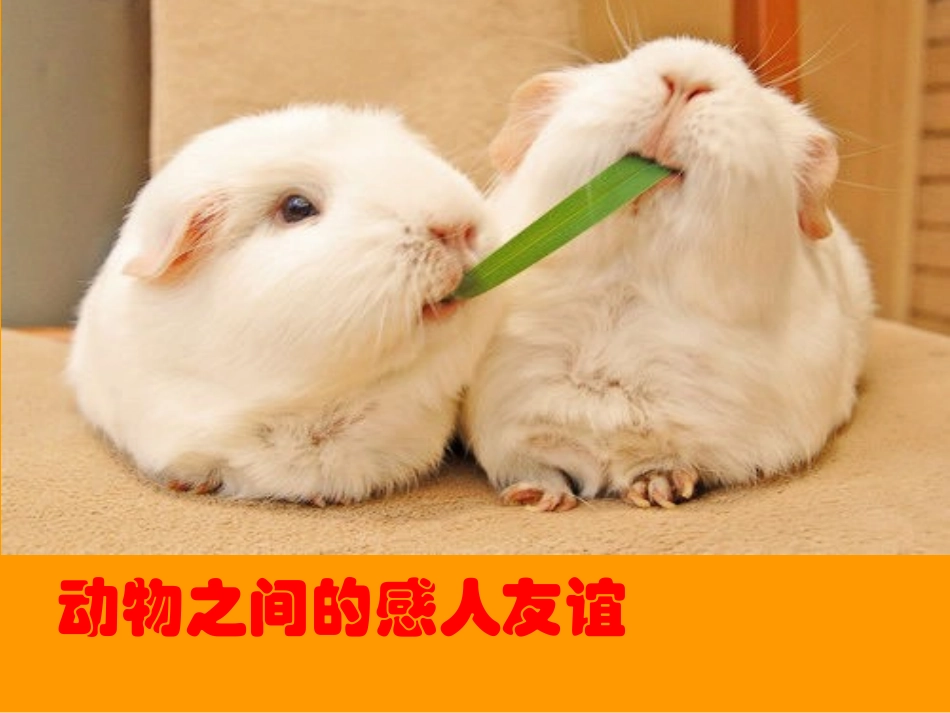 动物之间的感人友谊_第1页