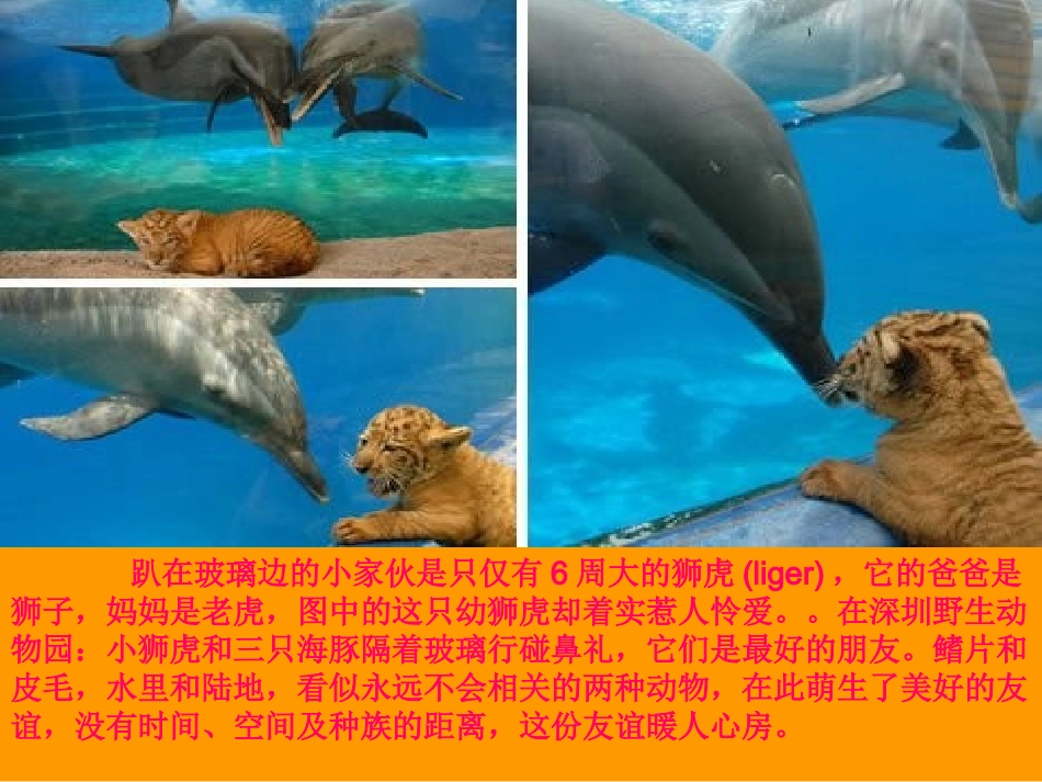 动物之间的感人友谊_第2页