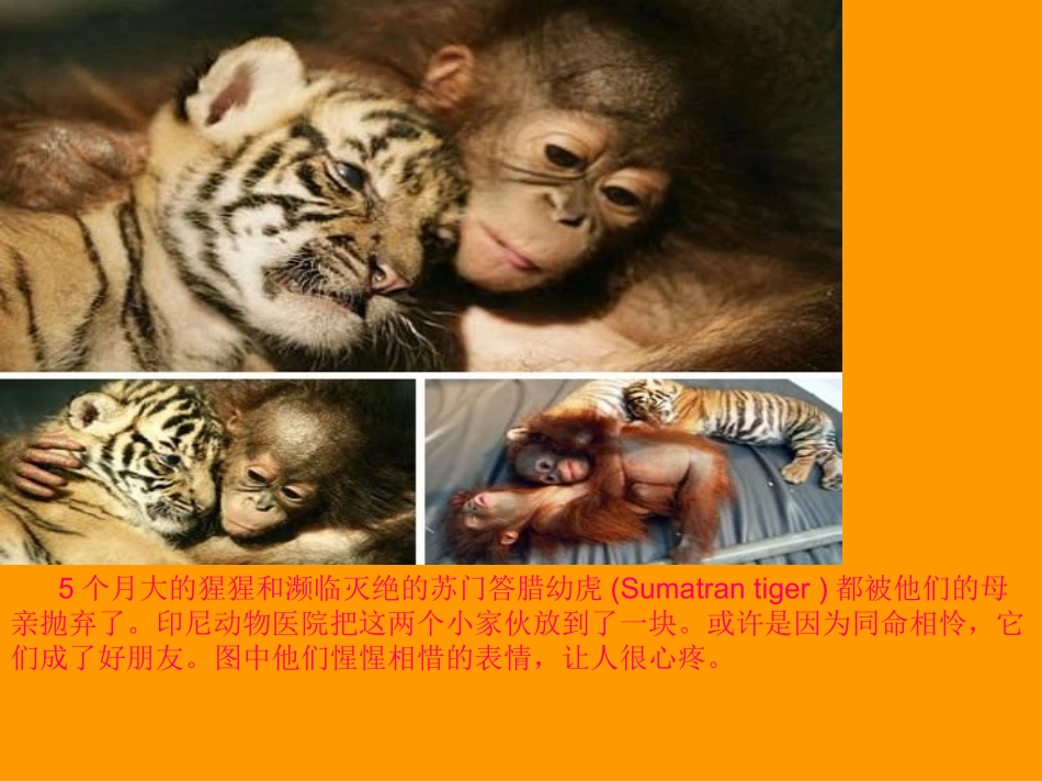 动物之间的感人友谊_第3页