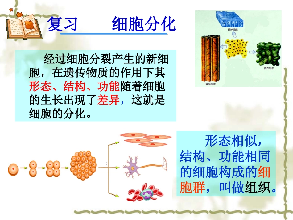 动植物的基本组织及多细胞生物体的结构_第2页