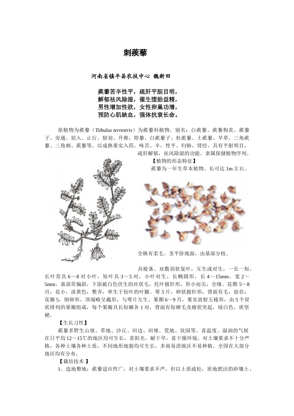 刺蒺藜人工栽培与利用_第1页