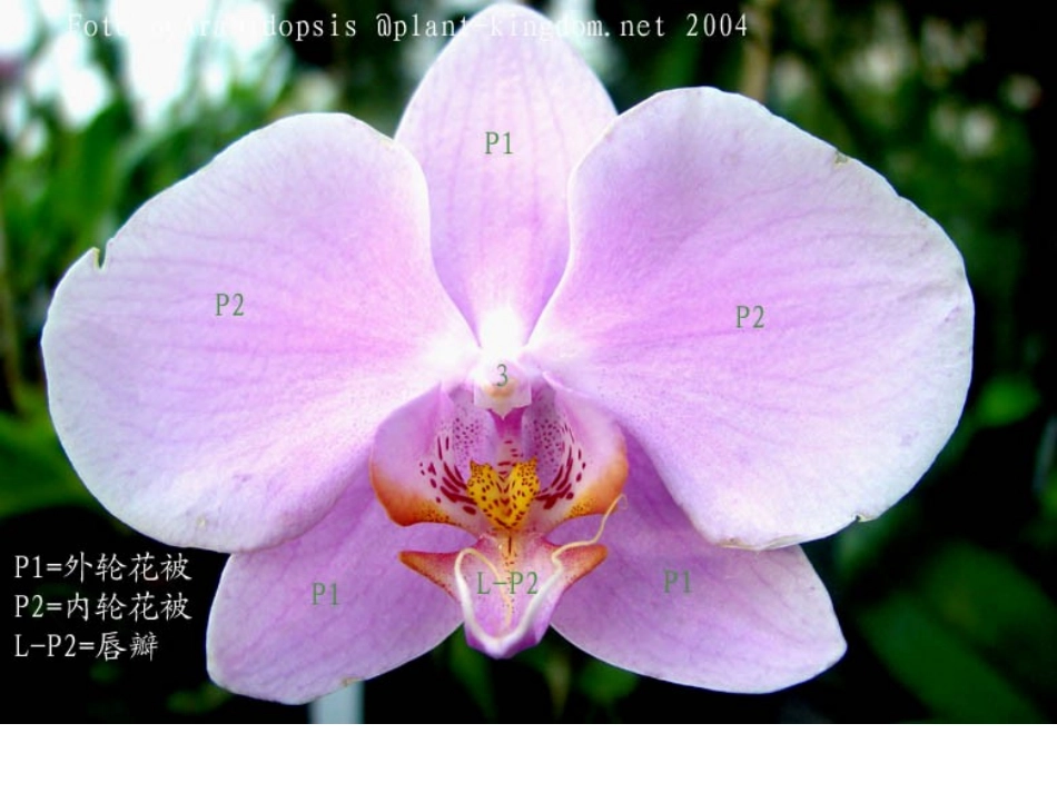 兰科花卉基础知识_第3页