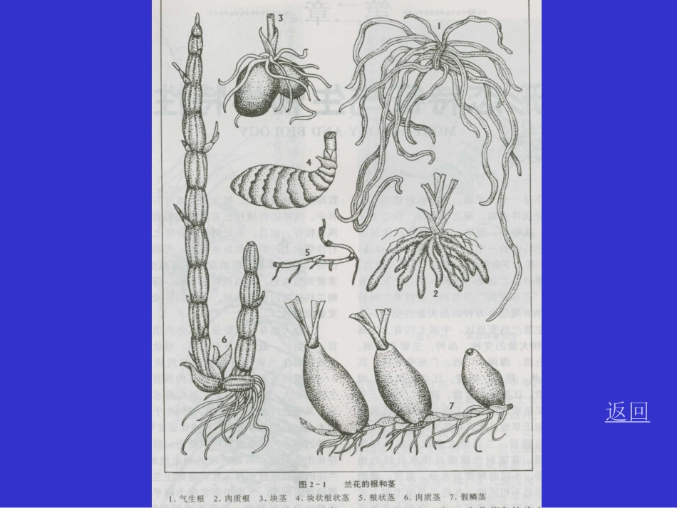 兰花多媒体教学_第3页