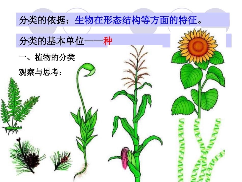 六.根据生物的特征进行分类_第3页