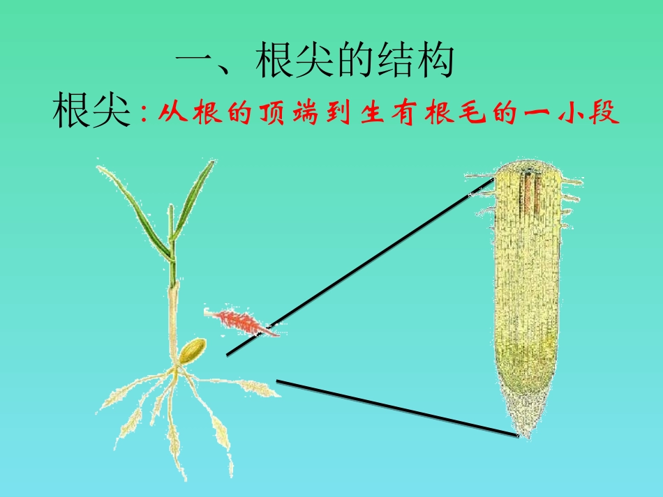 八年级生物 3.2.1根的生长_第3页