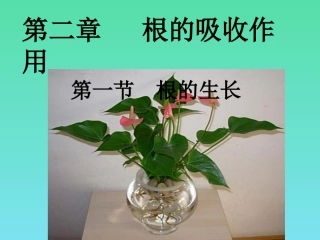 八年级生物 3.2.1根的生长