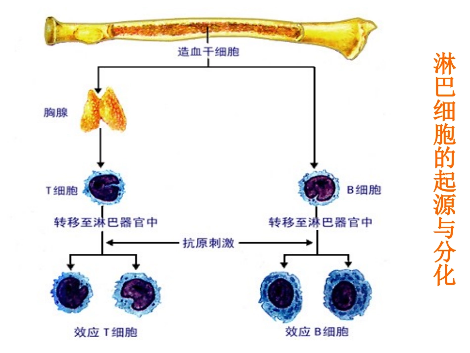 免疫对人体稳态的维持_第3页