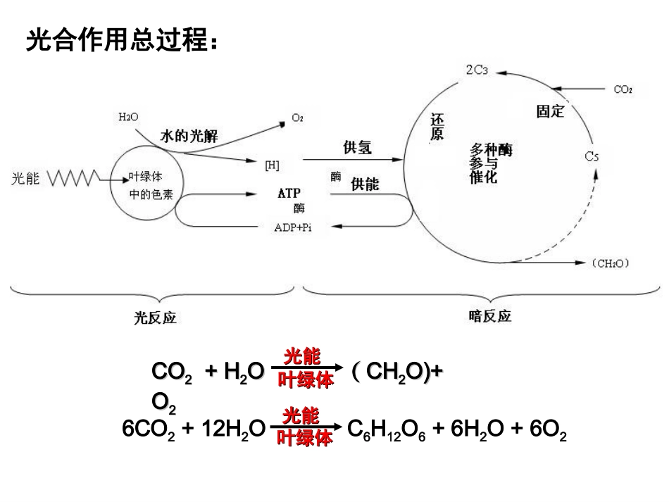 光合作用速率_第2页