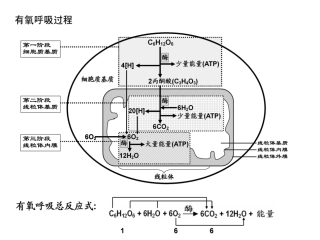 光合作用速率