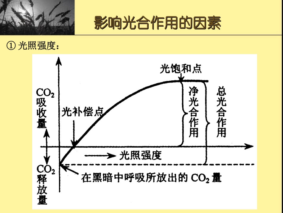 光和作用练习_第3页