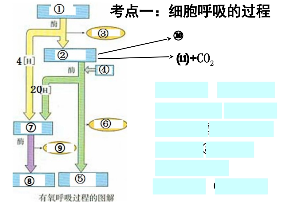 光合作用和呼吸作用复习课_第2页