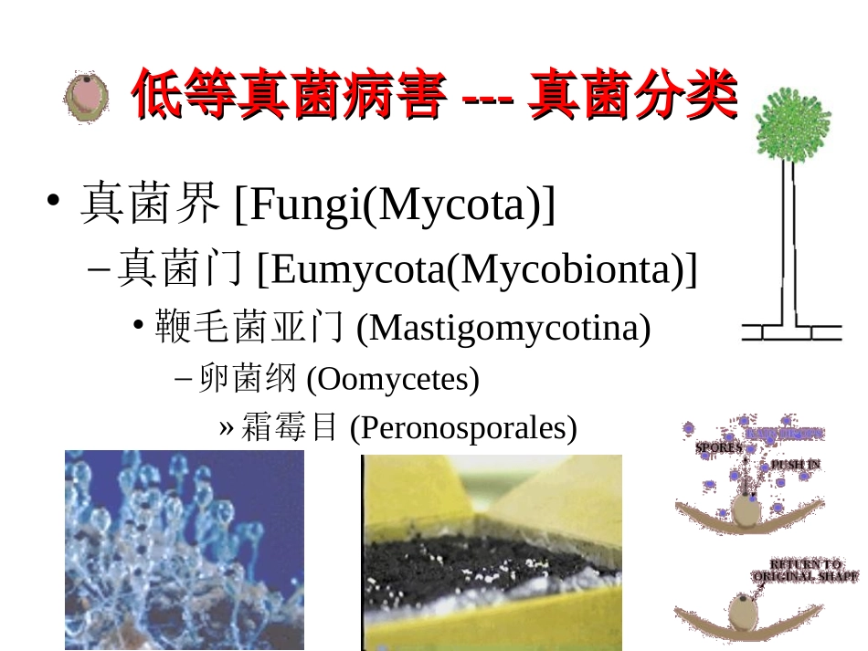 低等真菌病害__第2页