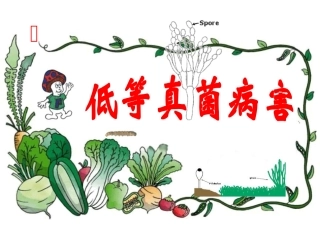 低等真菌病害_