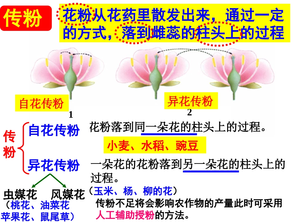 传粉与受精,果实种子形成_第2页