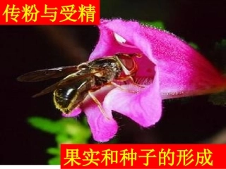 传粉与受精,果实种子形成