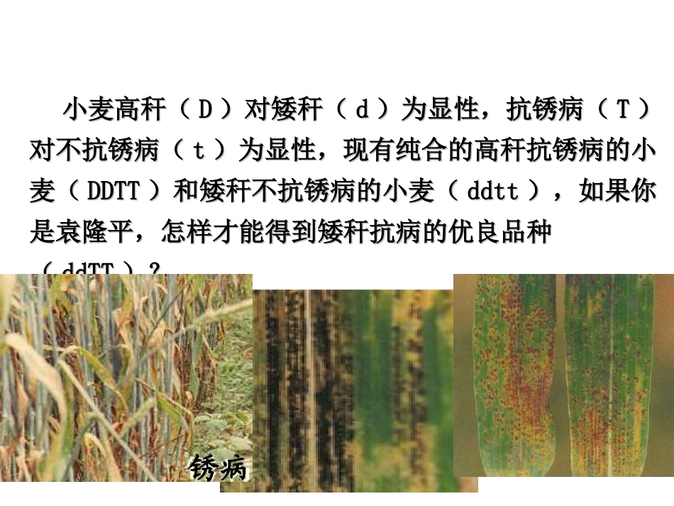 从杂交育种到基因工程用_第3页