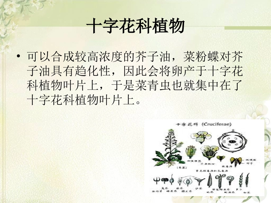 什么是十字花科(图片)_第2页