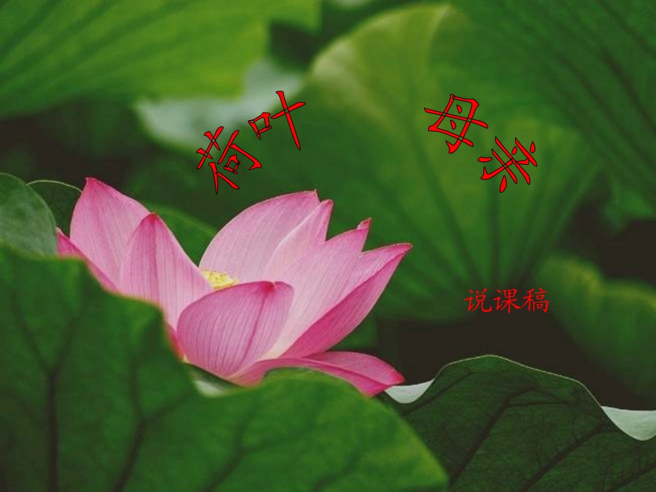 人教版语文七上《荷叶母亲》ppt说课课件]_第1页