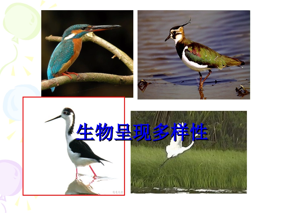 人教版教学课件山东省新泰市第二中学2011-2012学年生物 生物呈现多样性(课件)_第1页