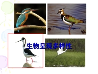 人教版教学课件山东省新泰市第二中学2011-2012学年生物 生物呈现多样性(课件)