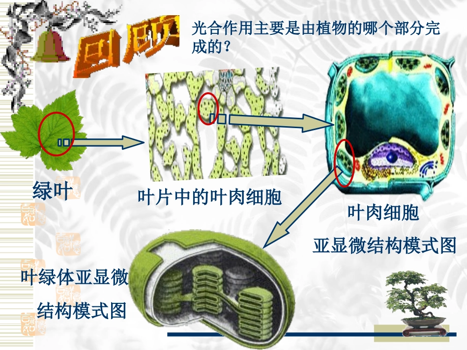 人教版教学课件光合作用课件(人教版)_第2页