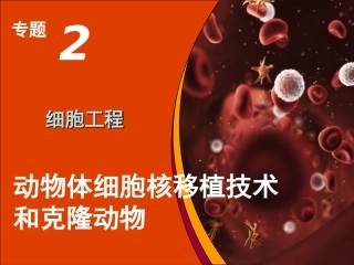 人教版教学课件2.2.1  核移植技术