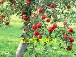 人教版教学课件光合作用第一轮复习课件