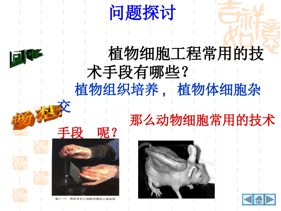 人教版教学课件定稿动物细胞培养和核移植技术_第2页