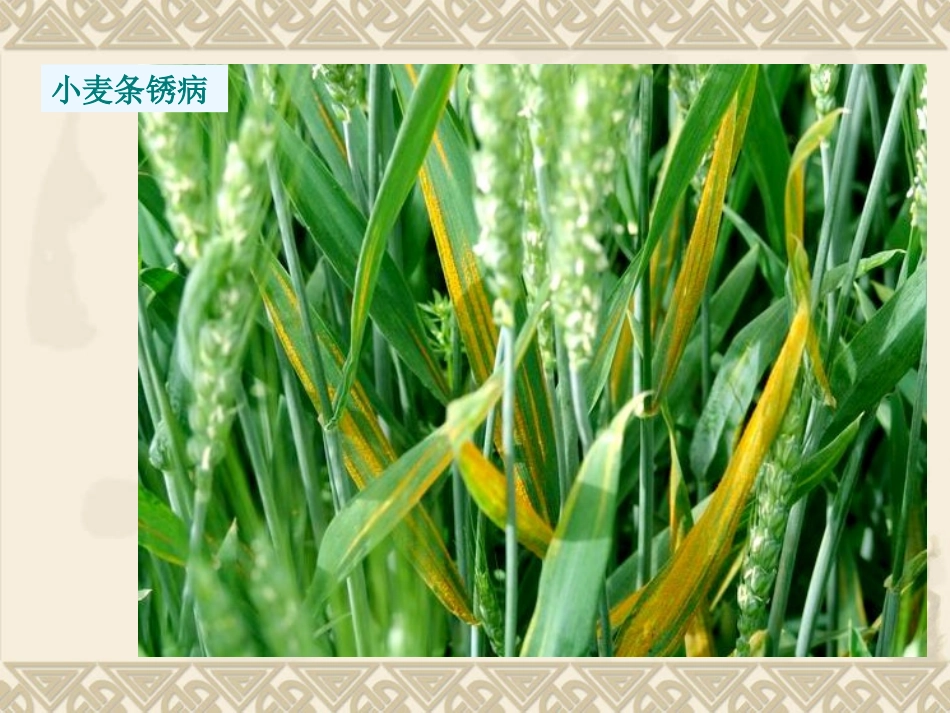 人教版地理选修5生物灾害图片集合_第2页