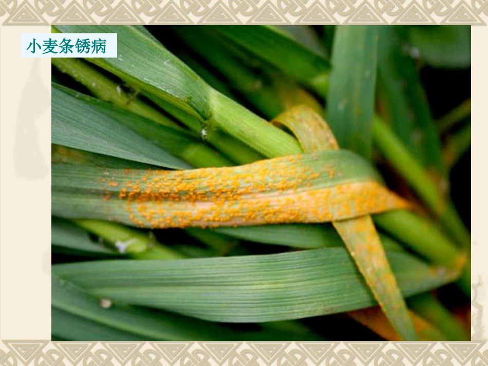 人教版地理选修5生物灾害图片集合_第3页