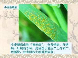 人教版地理选修5生物灾害图片集合