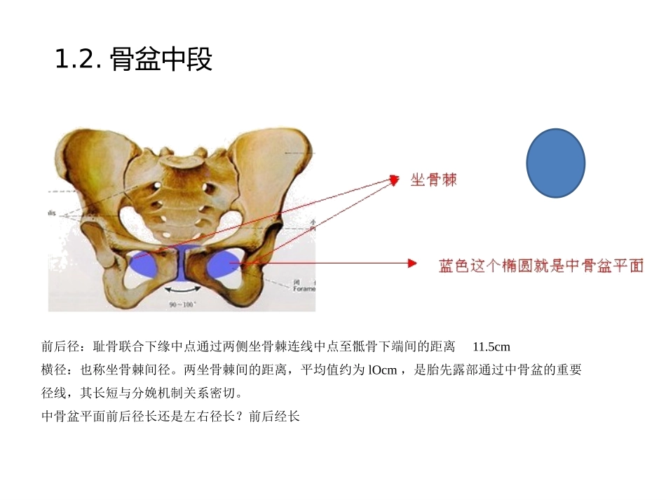 人体骨盆的结构介绍20150806_第3页