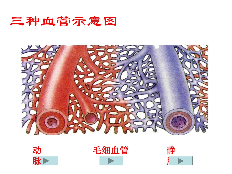 人体维持内环境稳定(二)_第3页