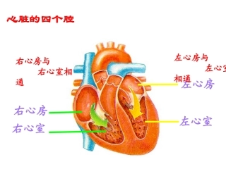 人体维持内环境稳定(二)