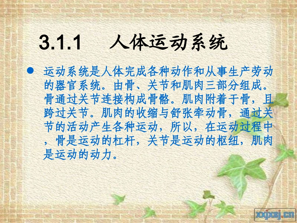 人体工程学第三章人体运动系统及其特性_第3页