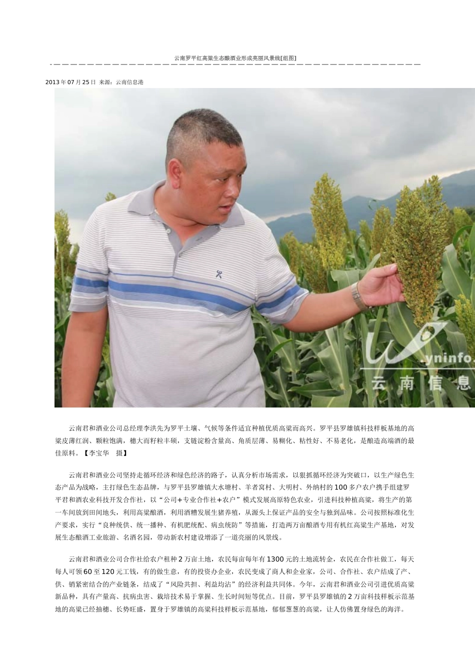 云南罗平红高粱生态酿酒业形成亮丽风景线_第1页