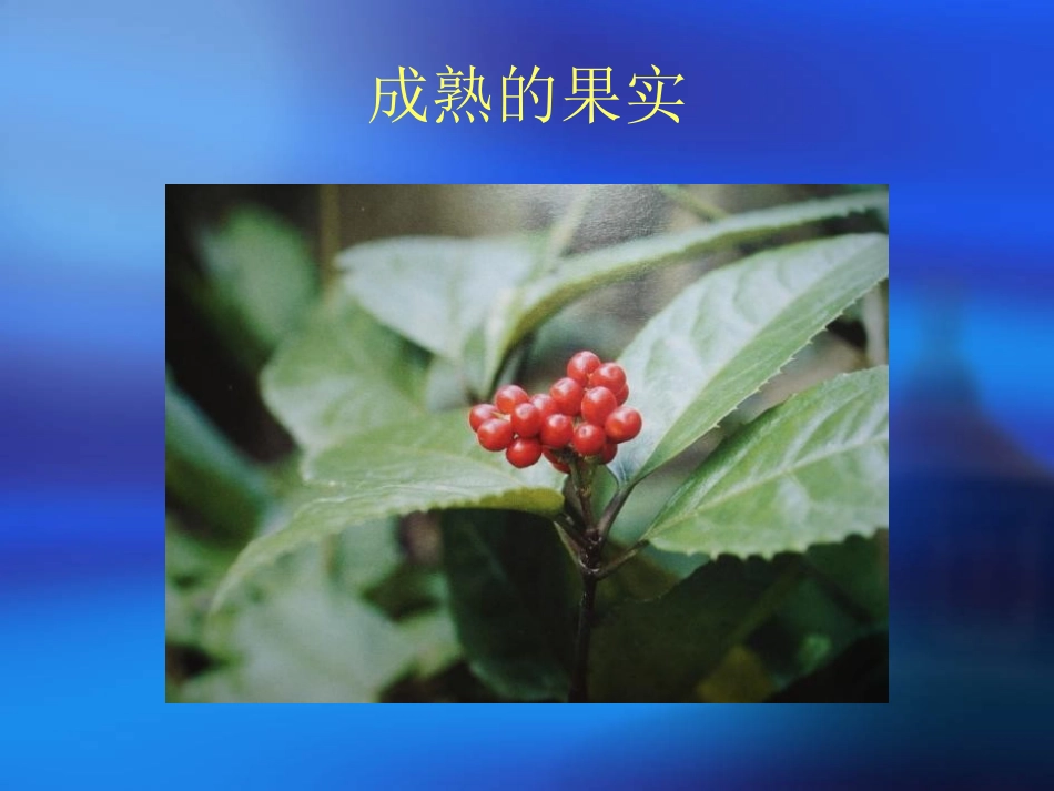 九节茶种植简介_第3页