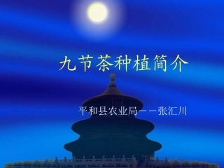 九节茶种植简介