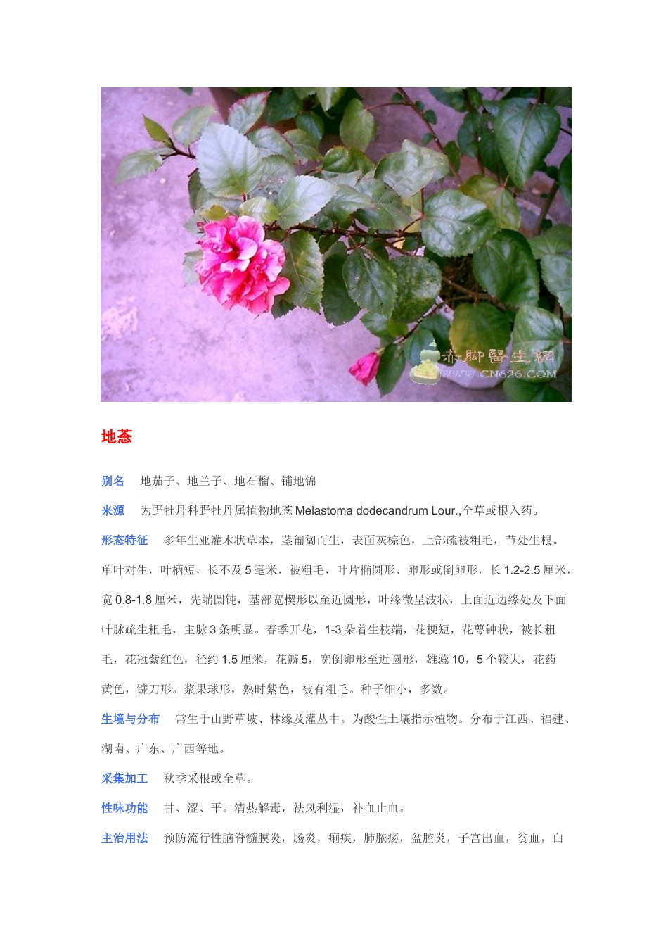 中草药图片大全之_第2页