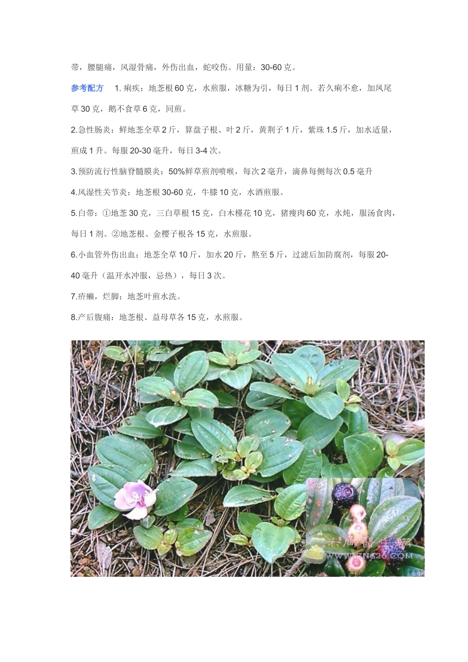 中草药图片大全之_第3页