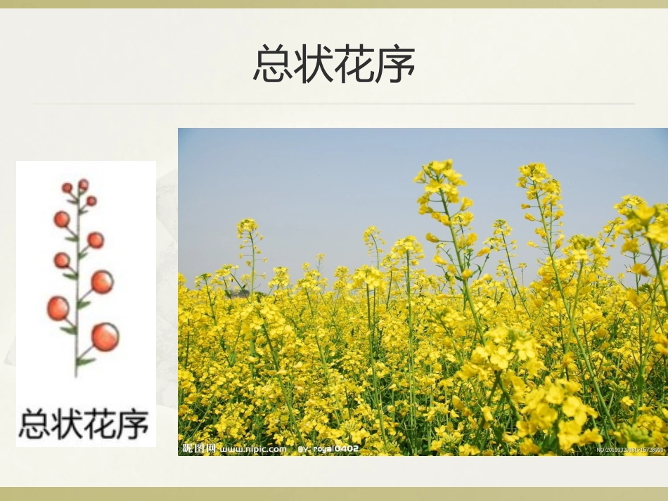 中学生物选修课-花果知多少_第3页