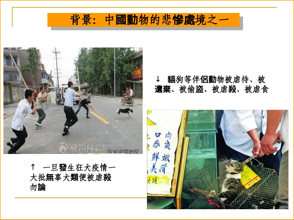 中国青年动保联 盟动保大课堂PPT20120510_第3页