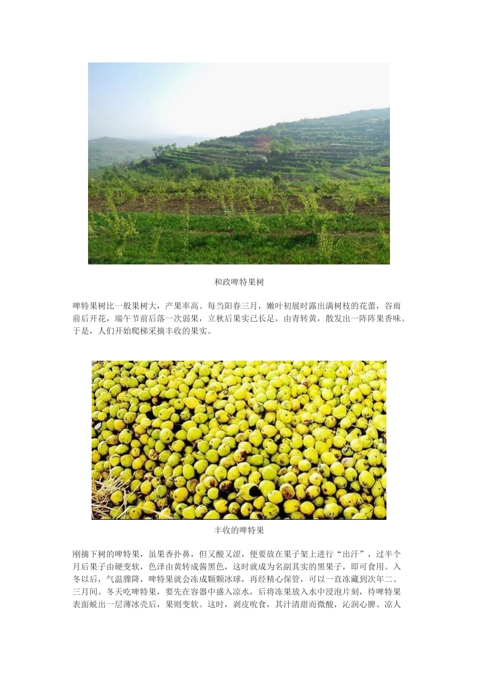 中国独有的山珍果_第2页