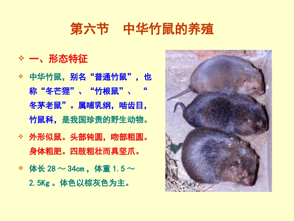 中华竹鼠的养殖231_第1页