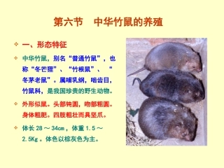 中华竹鼠的养殖231