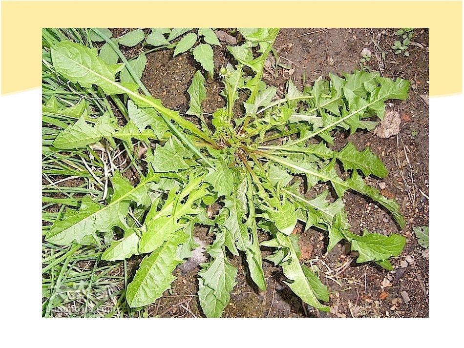 东北地区野菜一览(带图片)_第3页