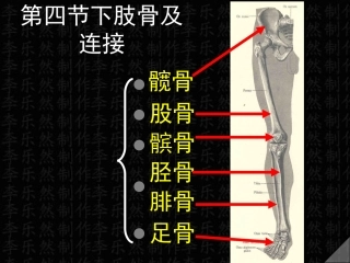 下肢骨及连接
