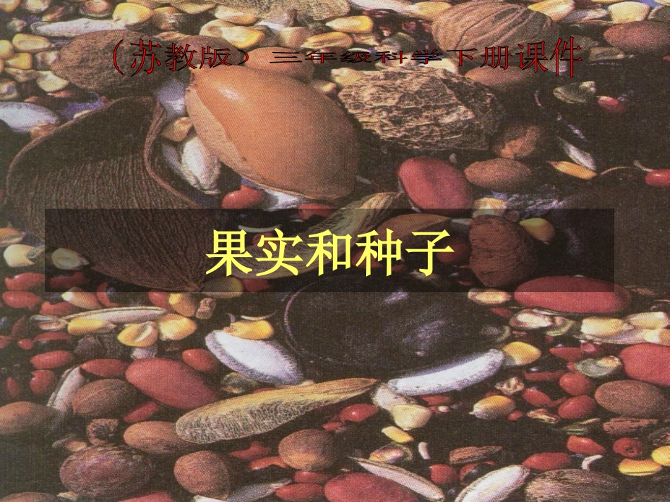 三年级科学下册 果实和种子 4课件 苏教版_第1页